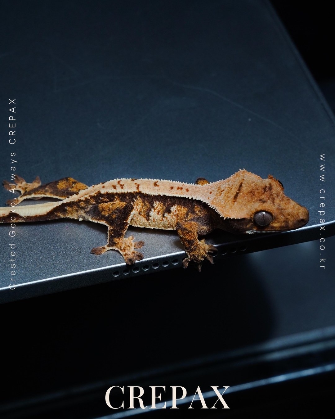 N260359 사진 4