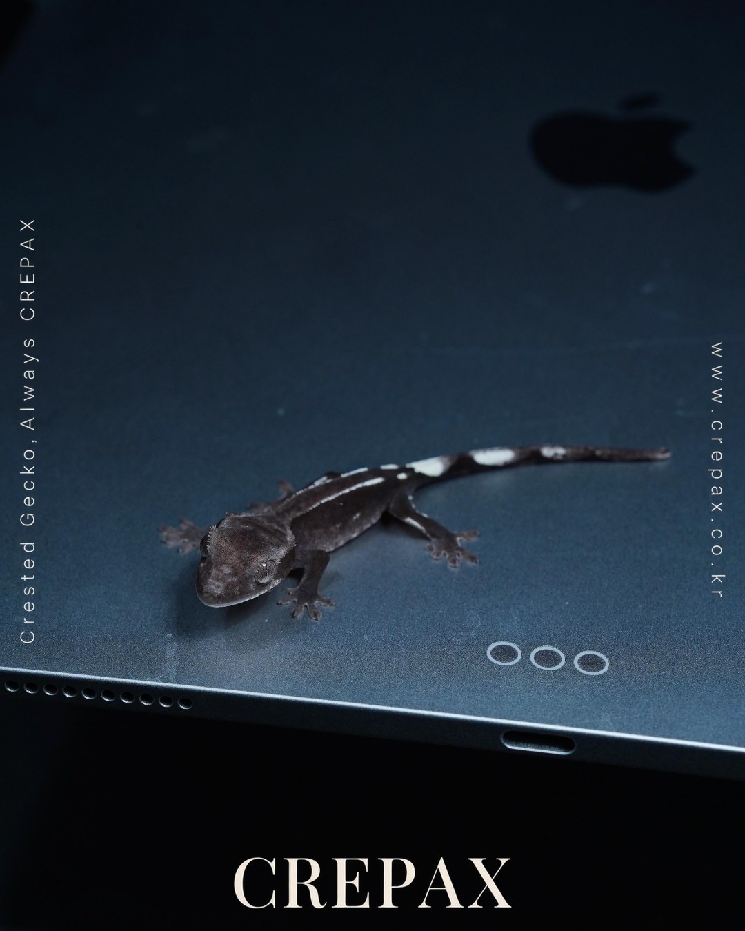 N260373 사진 2
