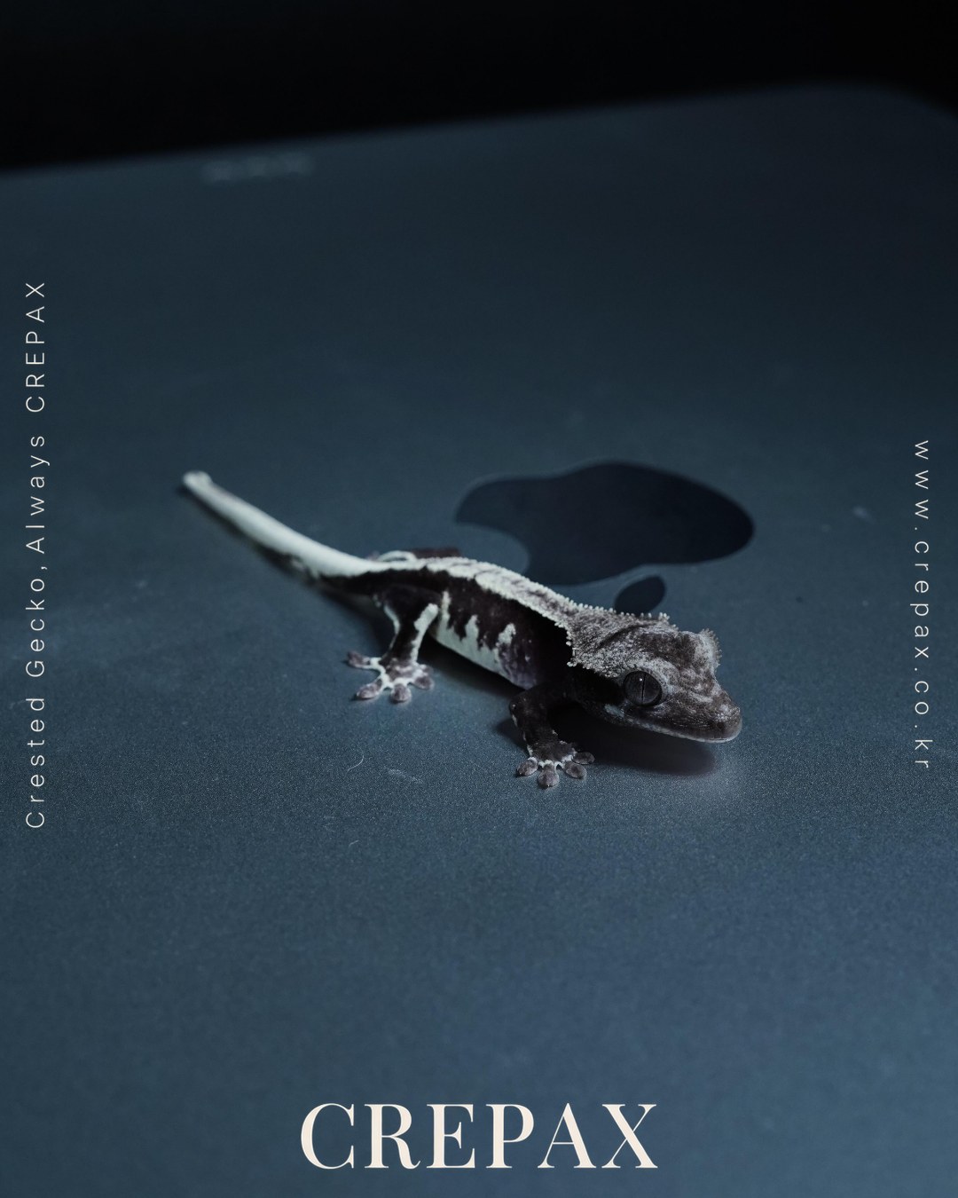 N260214 사진 3